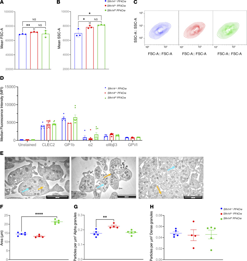 In vitro assessment of platelet size and glycoprotein levels and TEM of ...
