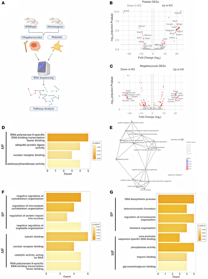 RNA-Seq, GO, and pathway analysis of Slfn14fl/fl PF4-Cre versus Slfn14+/...