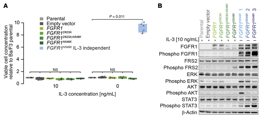 
FGFR1N546K drives cytokine-independent proliferation of Ba/F3 cells and...