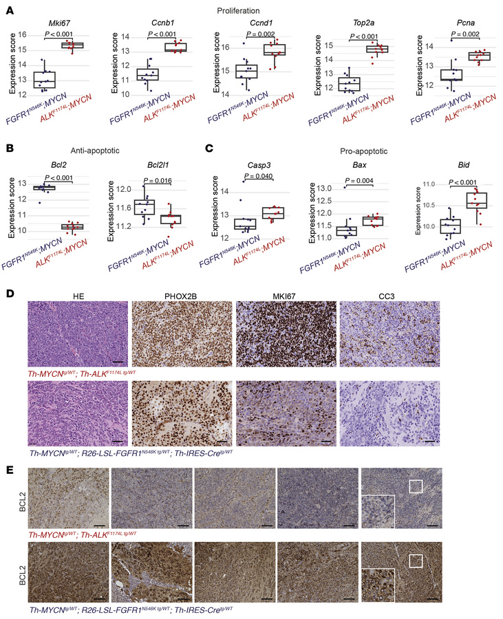 
FGFR1N546K;MYCN-driven and ALKF1174L;MYCN-driven tumors differ in the e...