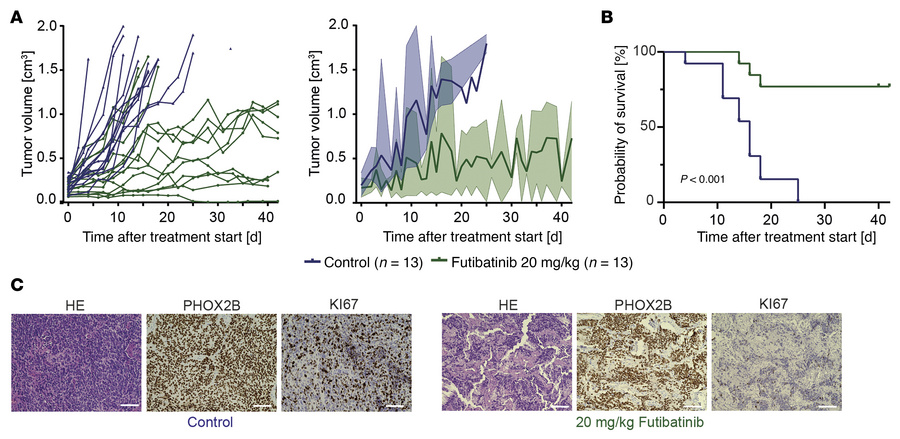 Futibatinib abrogates tumor growth in an FGFR1N546K-mutant, patient-deri...