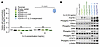 FGFR1N546K drives cytokine-independent proliferation of Ba/F3 cells and ren
