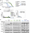 FGFR1N546K renders Ba/F3 cells sensitive to pharmacological FGFR inhibition