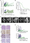 Futibatinib impairs tumor growth and prolongs survival in FGFR1N546K;MYCN t