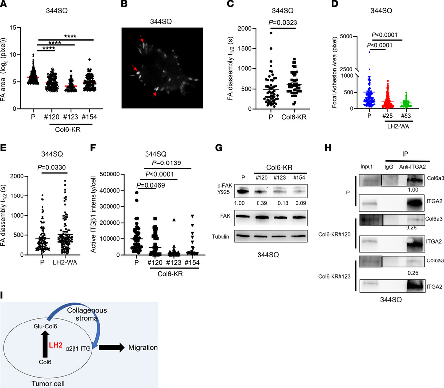Col6a3 KR mutation inhibits FA dynamics.
(A) Areas of FAs (dots) in anti...