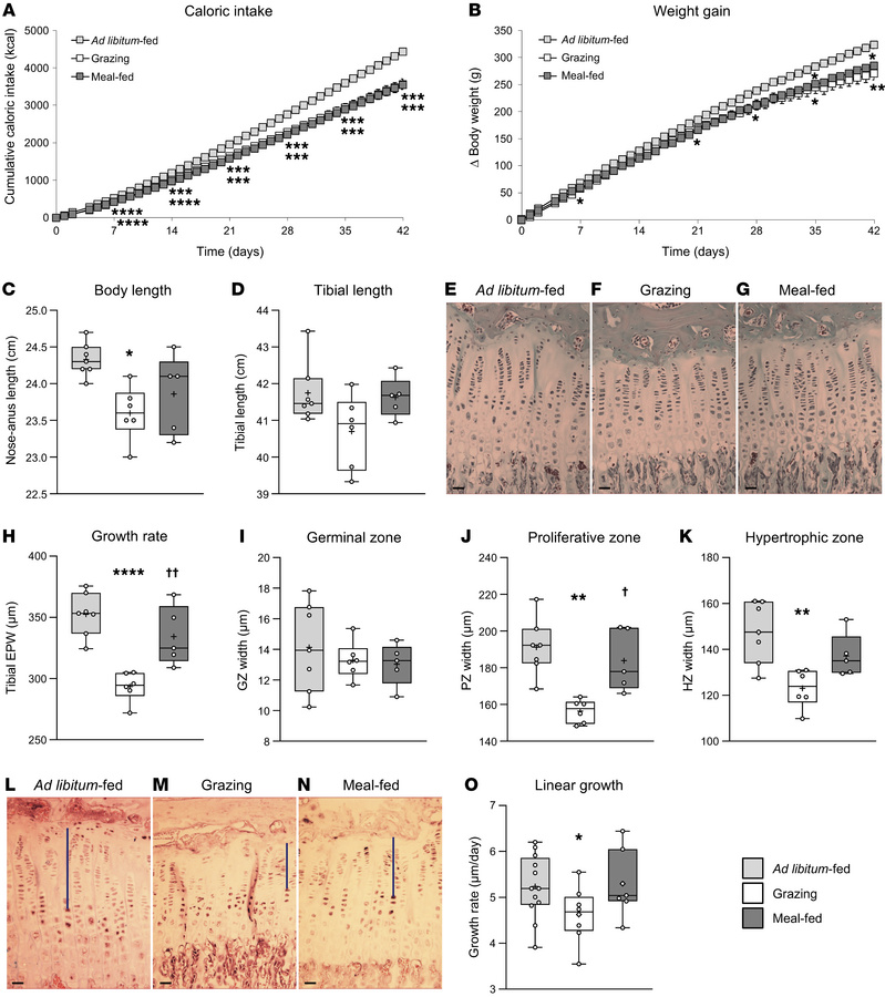 Meal-feeding protects skeletal growth (studies 1 and 2).
Cumulative calo...