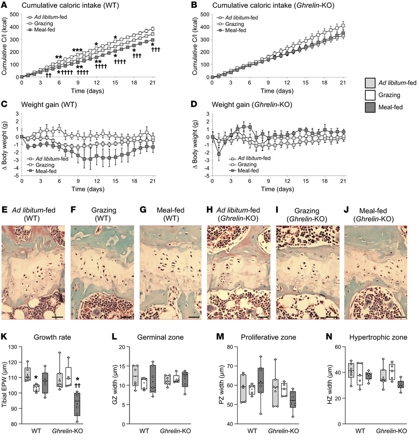 Meal-feeding promotes skeletal growth via a ghrelin-dependent mechanism....