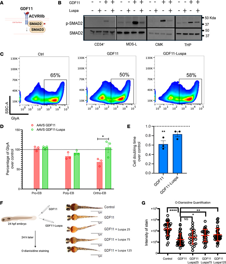 GDF11 induces ineffective erythropoiesis in zebrafish and HSC culture.
(...