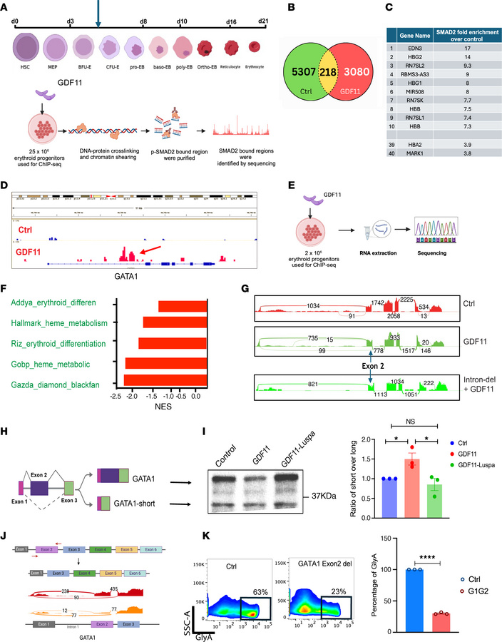 GDF11-driven pSMAD2 binds to the intronic region of GATA1.
(A) Schematic...