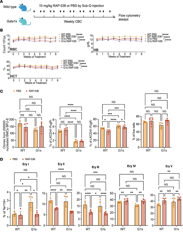 Mouse version of luspatercept rescue anemia in gata1s mouse.
(A) Experim...