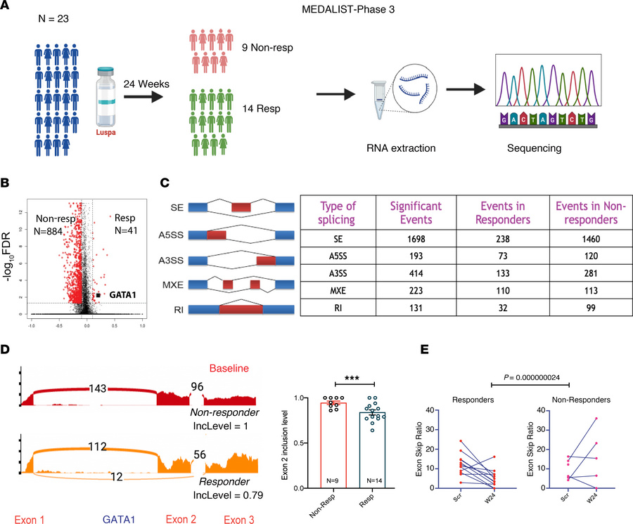 Responders to luspatercept have GATA1s isoforms.
(A) The phase 3 MEDALIS...