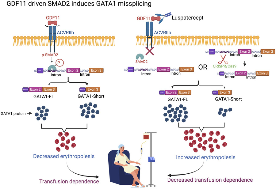 graphical abstract