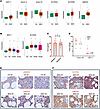 GDF11-SMAD2 signaling is upregulated in samples from patients with MDS.