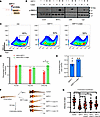 GDF11 induces ineffective erythropoiesis in zebrafish and HSC culture.