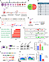 GDF11-driven pSMAD2 binds to the intronic region of GATA1.