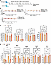 Mouse version of luspatercept rescue anemia in gata1s mouse.