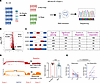 Responders to luspatercept have GATA1s isoforms.
