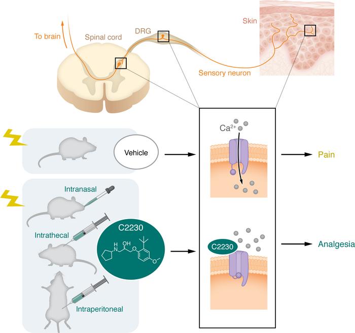 C2230 blocks N-type calcium channel and inhibits pain.
N-type calcium ch...