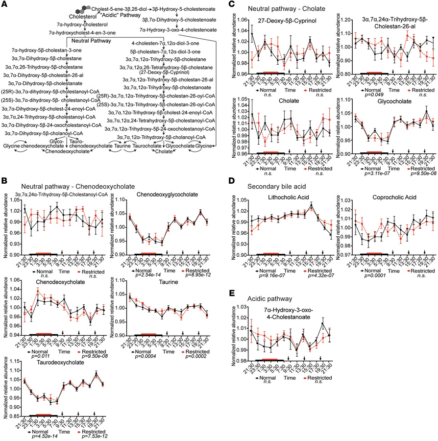 24-hr relative abundance profiles of metabolites involved in bile acid m...