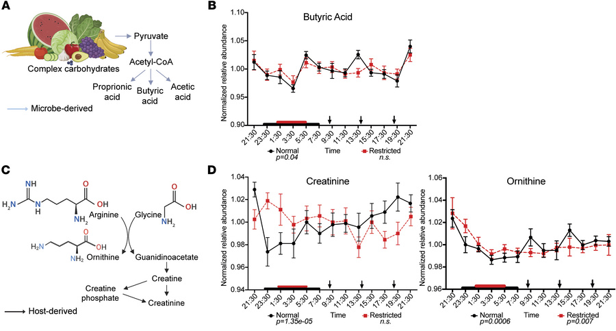 Unique 24-hr profiles of metabolites in circulation derived directly fro...