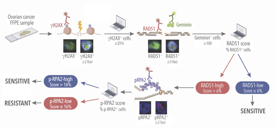 A functional replication stress assay for predicting response to DNA-dam...