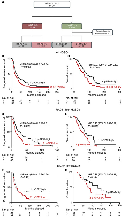 Automated p-RPA2 score predicts survival in patients with RAD51-high HGS...