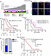 p-RPA2 score predicts therapy response and survival in patients with RAD51-