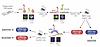 A functional replication stress assay for predicting response to DNA-damagi