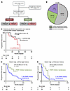 Automated p-RPA2 score predicts survival in patients with RAD51-high HGSCs