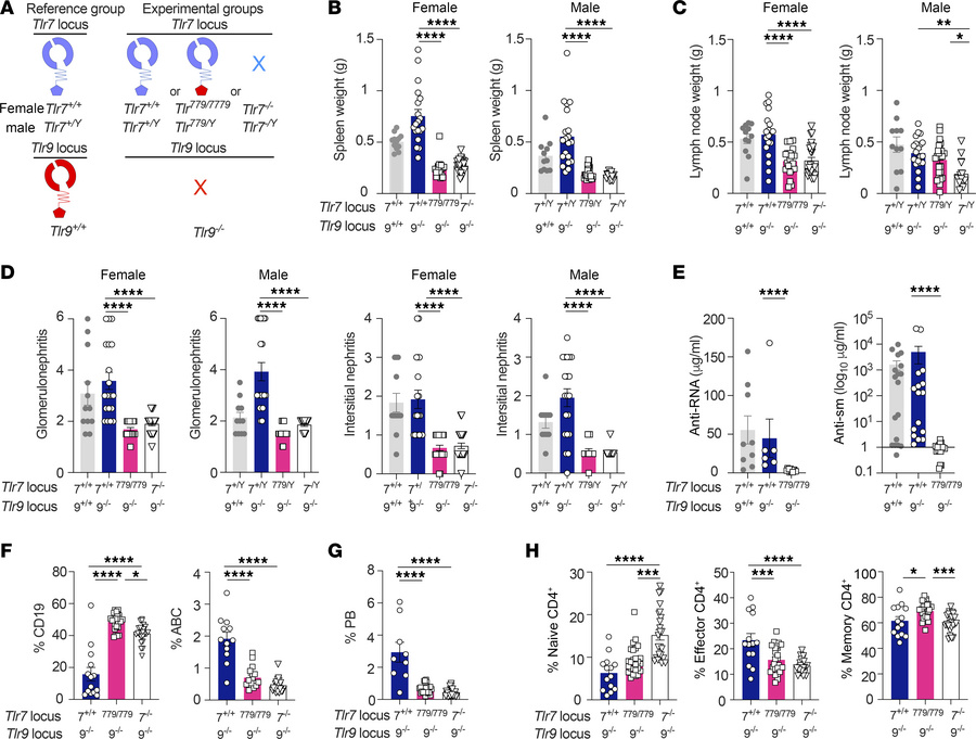 TLR779 protects from lupus disease.
16–18-week-old Tlr7+/+, Tlr779/779 o...