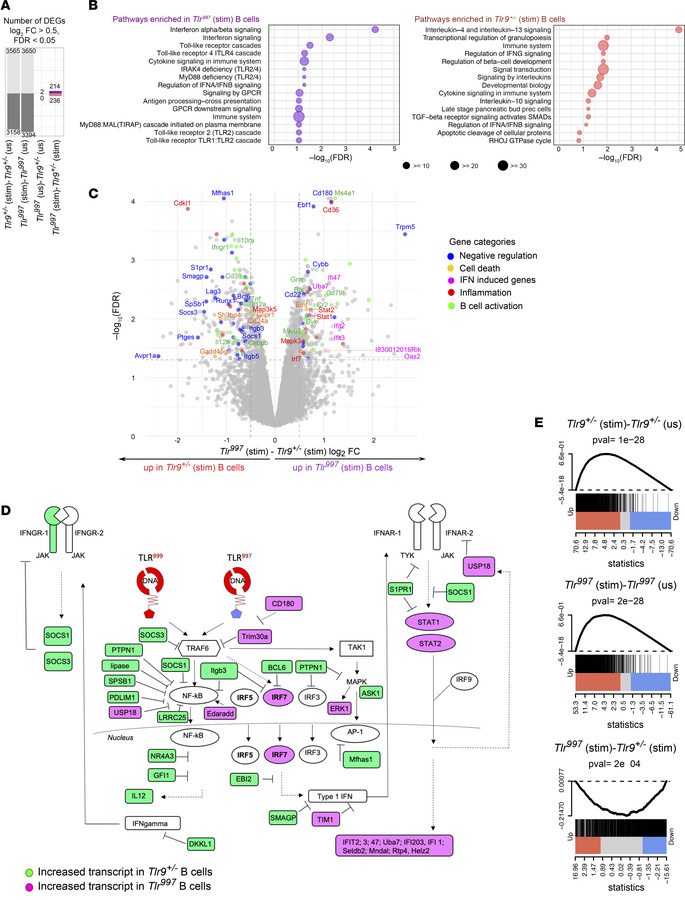 Differences in B cell signaling qualities driven by TLR999 or TLR997.
Tr...
