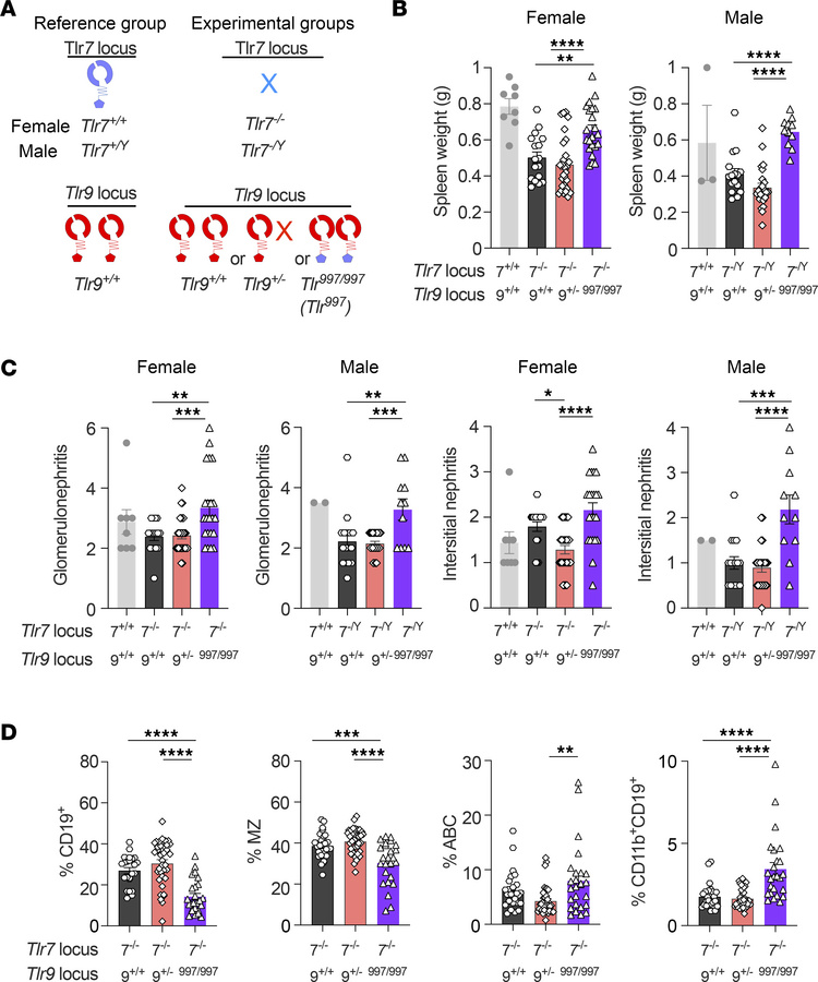 TLR997 exacerbates lupus disease.
18–21-week-old Tlr9+/+, Tlr9+/– or Tlr...