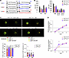 Creation of a chimeric DNA-sensing TLR9 that signals through TLR7-TIR signa