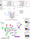 Differences in B cell signaling qualities driven by TLR999 or TLR997.