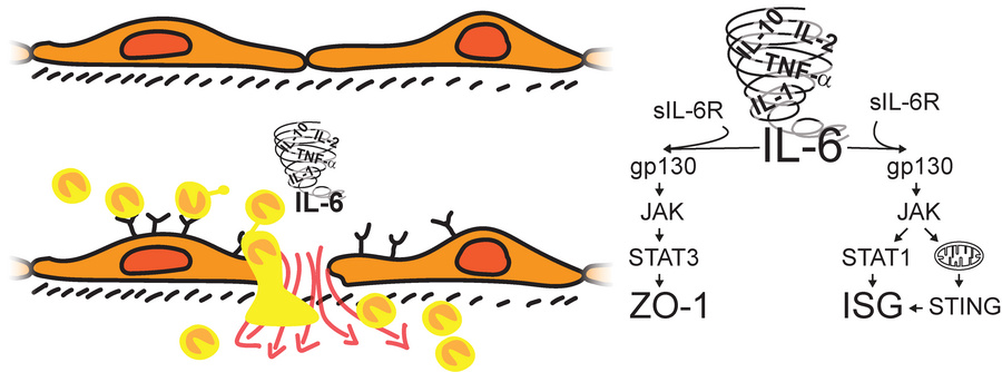 graphical abstract