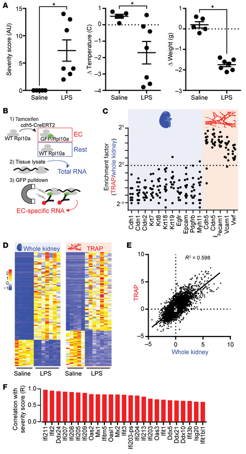 Endothelial transcriptional response in the kidney endothelium.
(A) LPS ...