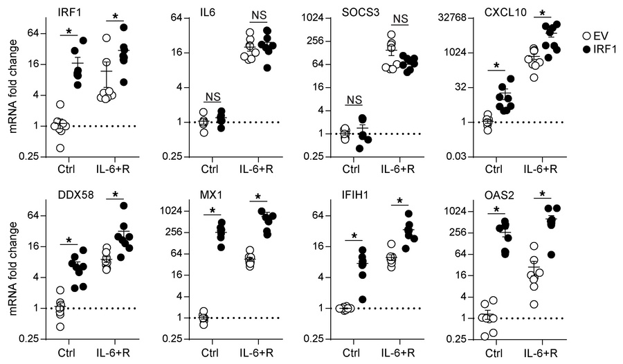 IRF1 overexpression in HUVECs promotes ISG expression.
HUVECs were trans...