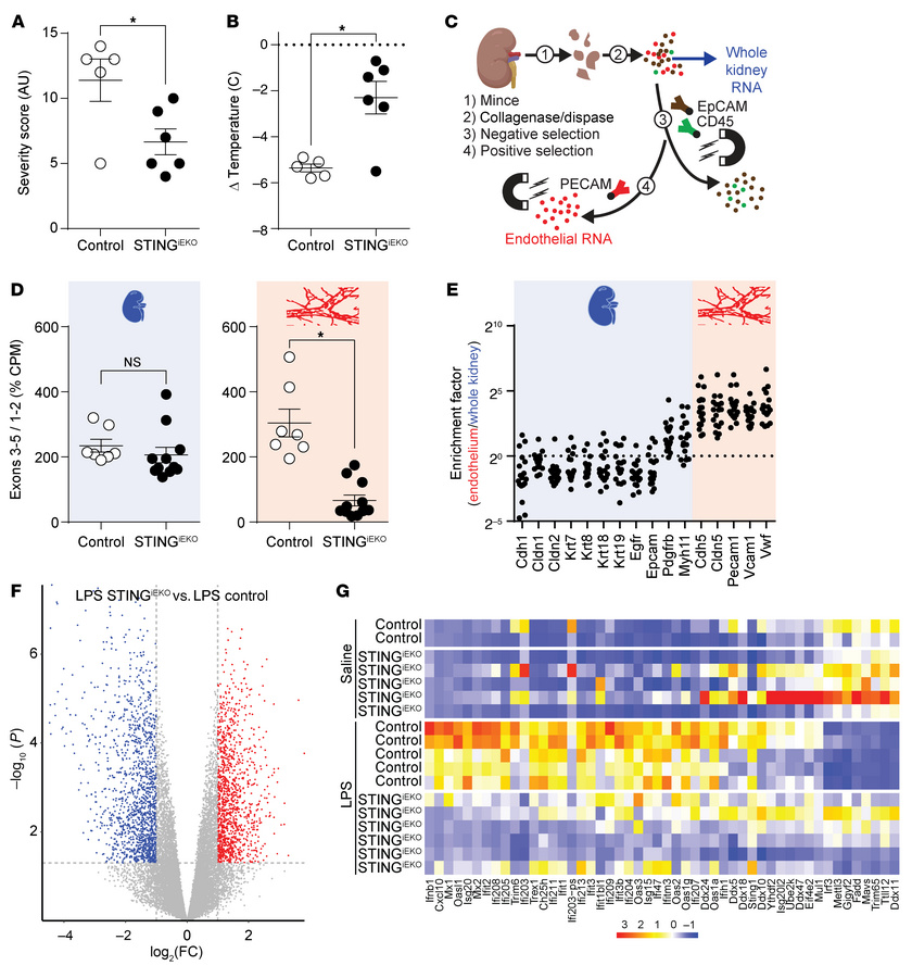 Endothelial STING is required for the kidney type I IFN–like response to...