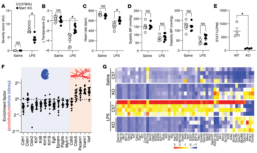 STAT1 is required for the kidney endothelial type I IFN–like response to...