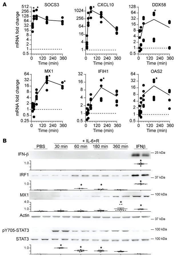 IL-6 promotes a type I IFN–like transcriptional response in HUVECs indep...