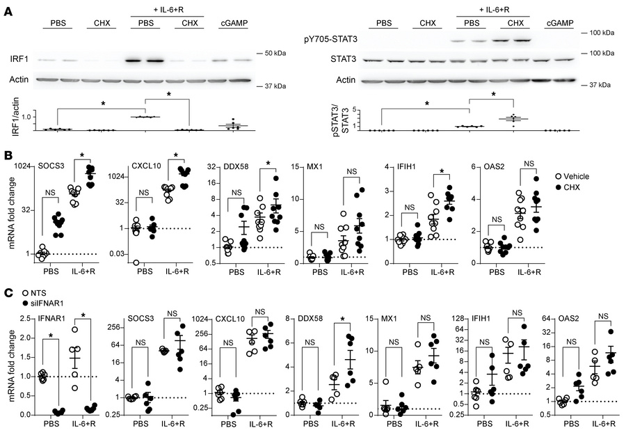 IL-6–induced ISG expression is independent of IFNAR1 signaling.
(A) West...