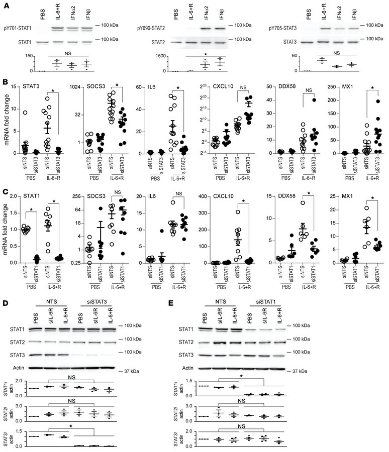 ISG expression by IL-6+R depends on STAT1 but not STAT3.
(A) Western blo...