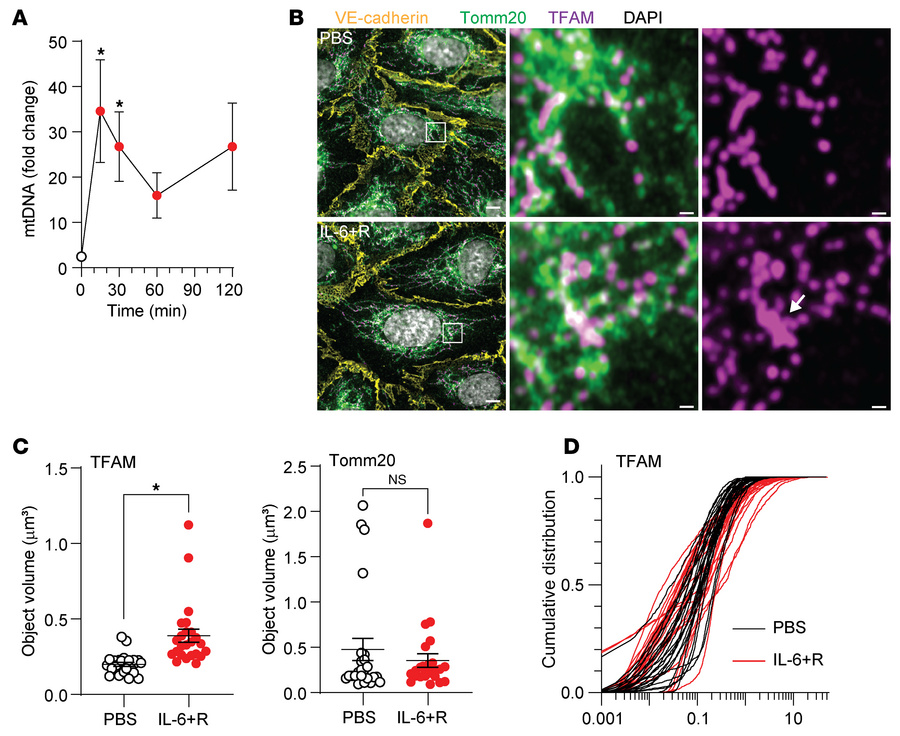 IL-6 leads to mtDNA release.
(A) qPCR of mtDNA released into the cytopla...