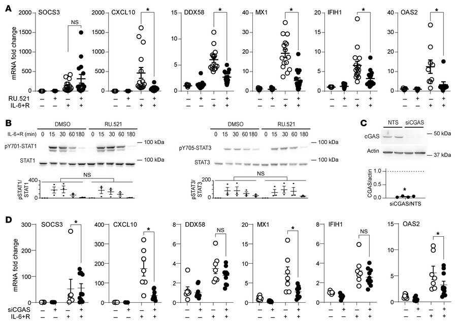 ISG expression in HUVECs in response to IL-6+R requires cGAS signaling.
...