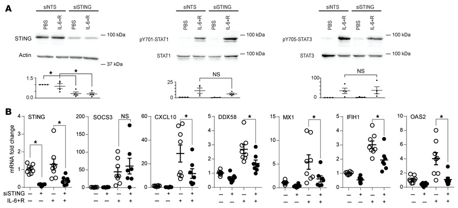 ISG expression in HUVECs in response to IL-6+R requires STING signaling....