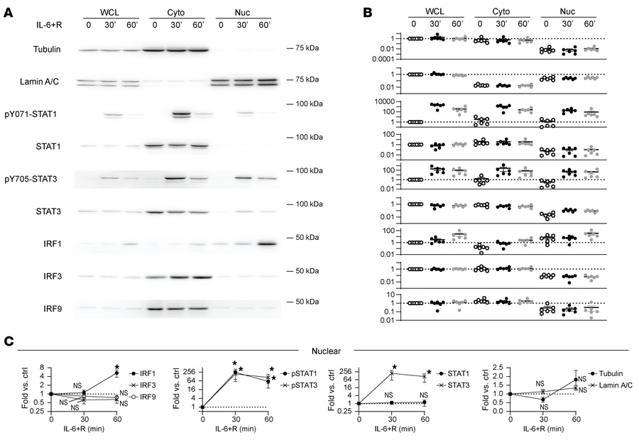 IL-6+R–induced nuclear translocation of IRF1 and phosphorylated STAT1 an...