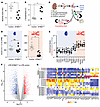 Endothelial STING is required for the kidney type I IFN–like response to LP