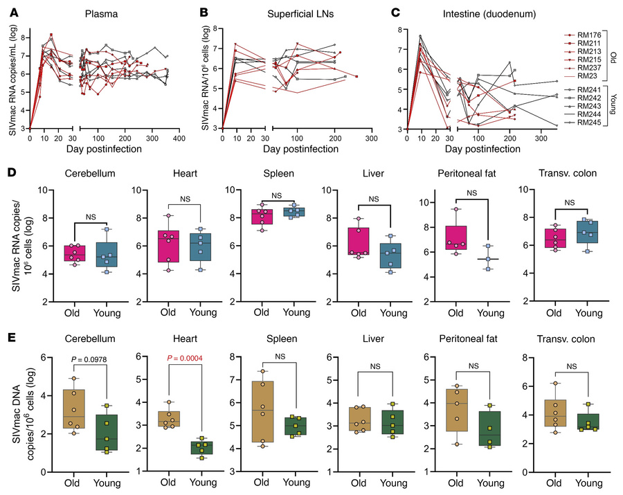 Viral RNA and DNA burdens.
Dynamics of plasma viral loads (vRNA copies/m...