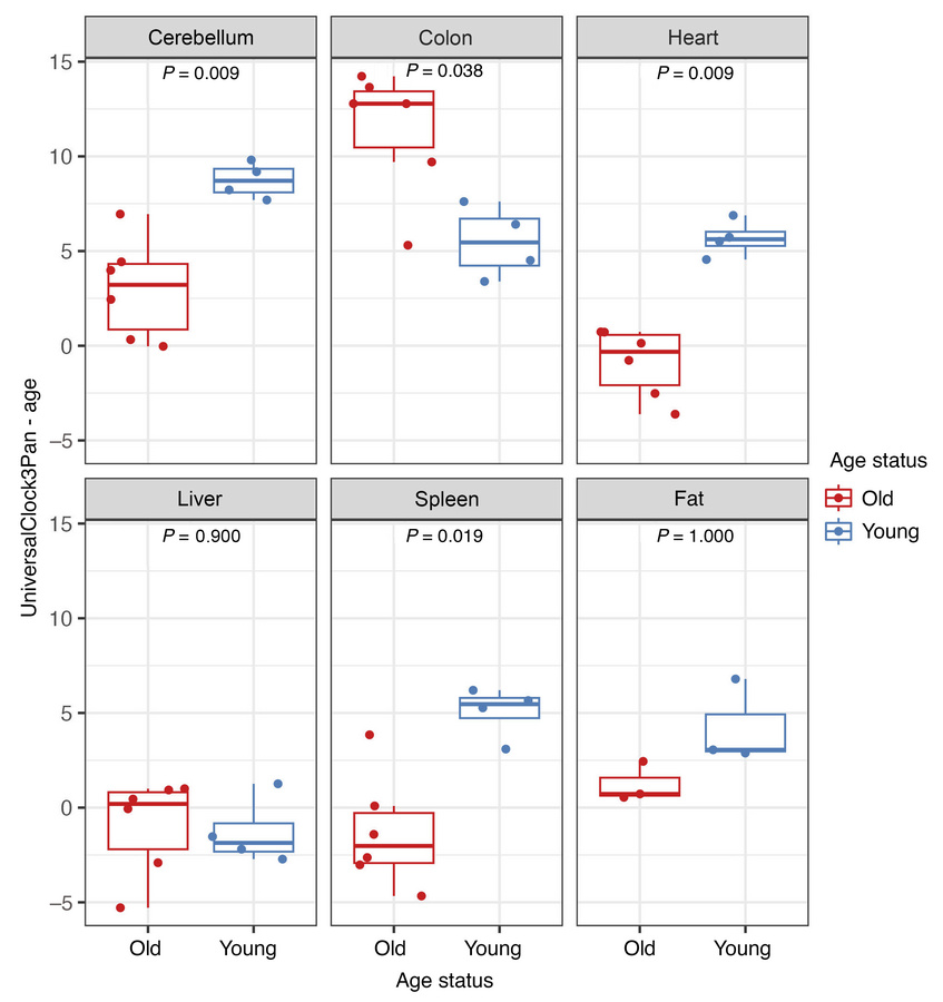 Epigenetic age acceleration in young (blue) and old (red) rhesus macaque...