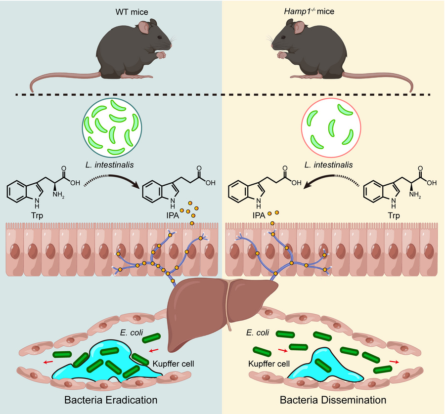 graphical abstract